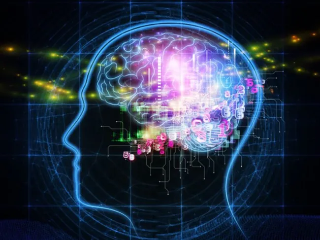 brain